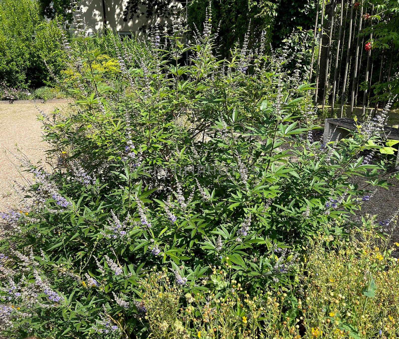Vitex agnus is an important medicinal plant and is also used in medicine.