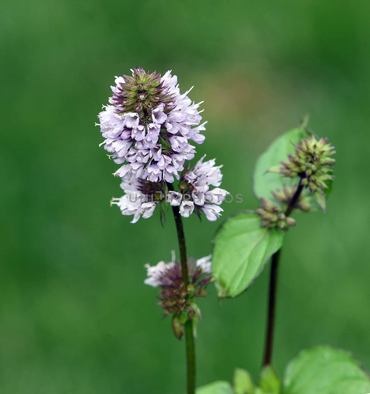 Peppermint,Mentha piperita,is one of the most important medicinal plants and herbs in cooking and medicinal medicine.