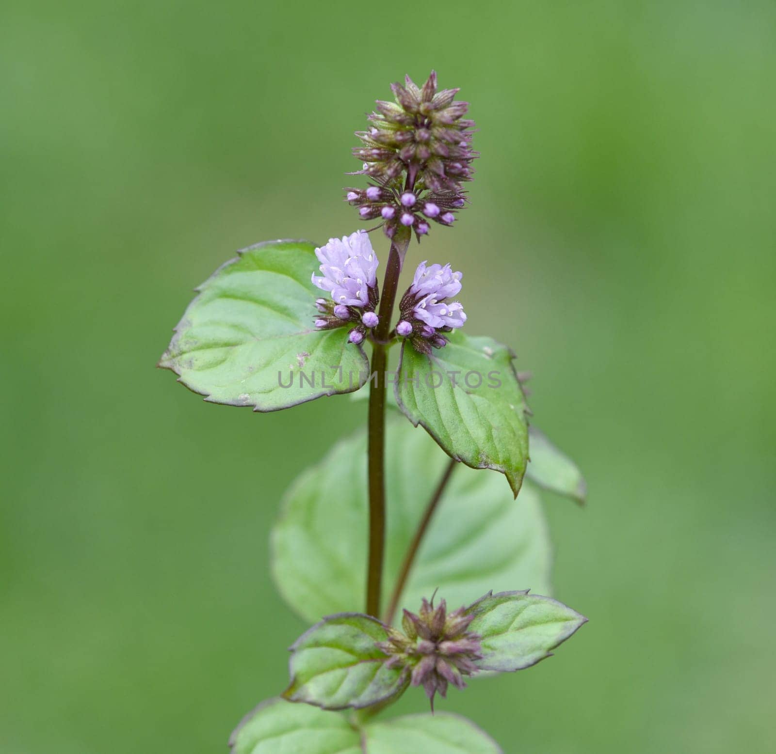 Peppermint,Mentha piperita,is one of the most important medicinal plants and herbs in cooking and medicinal medicine.