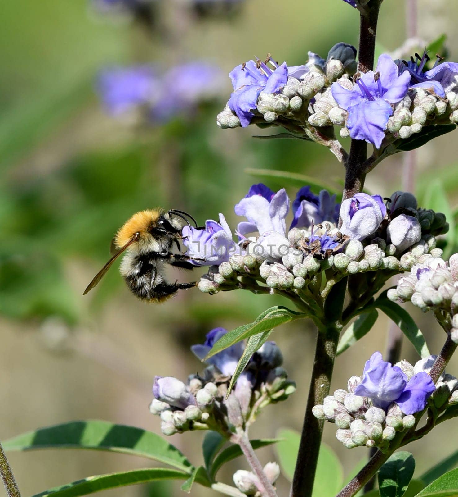 Vitex agnus is an important medicinal plant and is also used in medicine.
