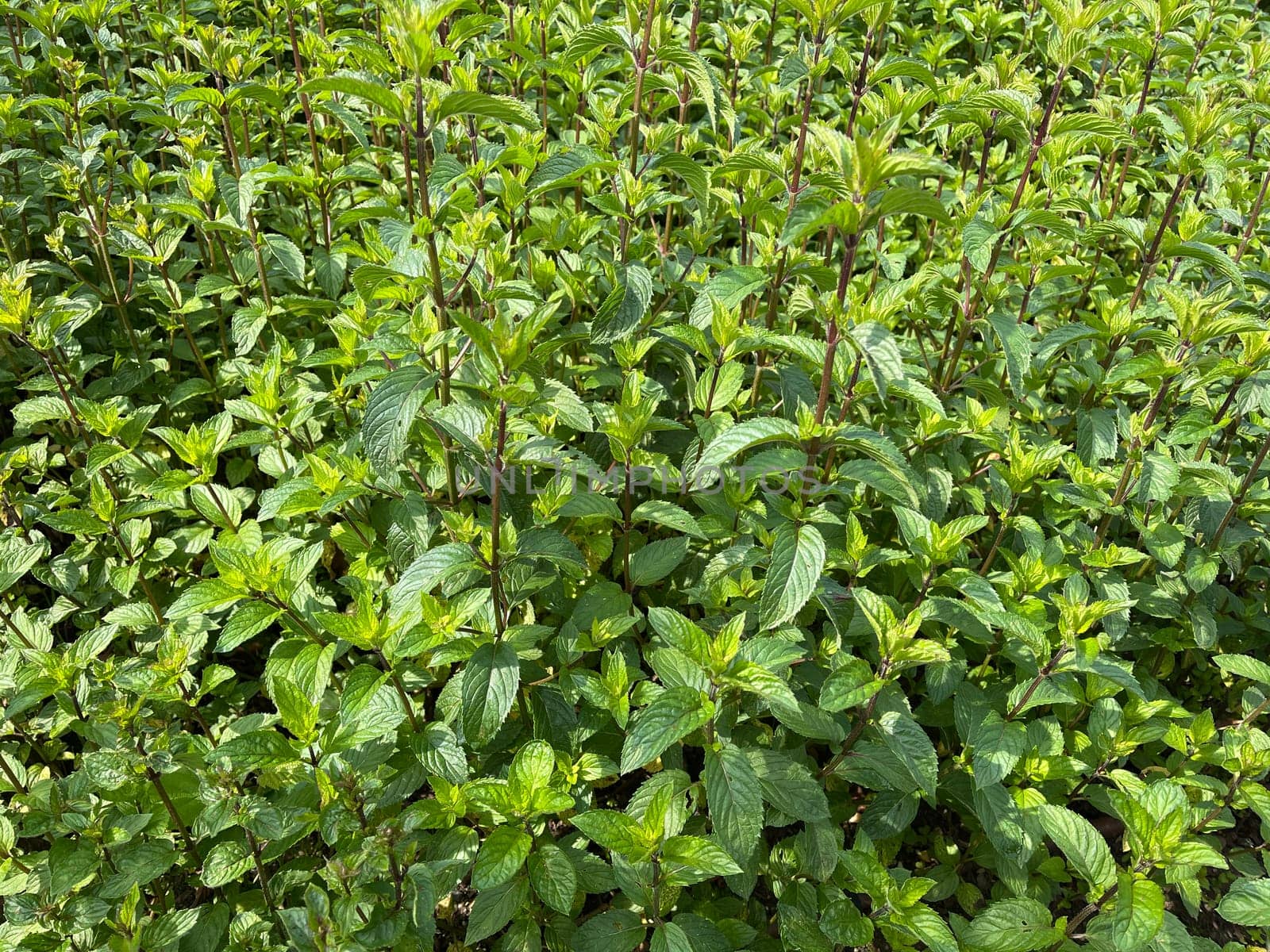Peppermint,Mentha piperita,is one of the most important medicinal plants and herbs in cooking and medicinal medicine.