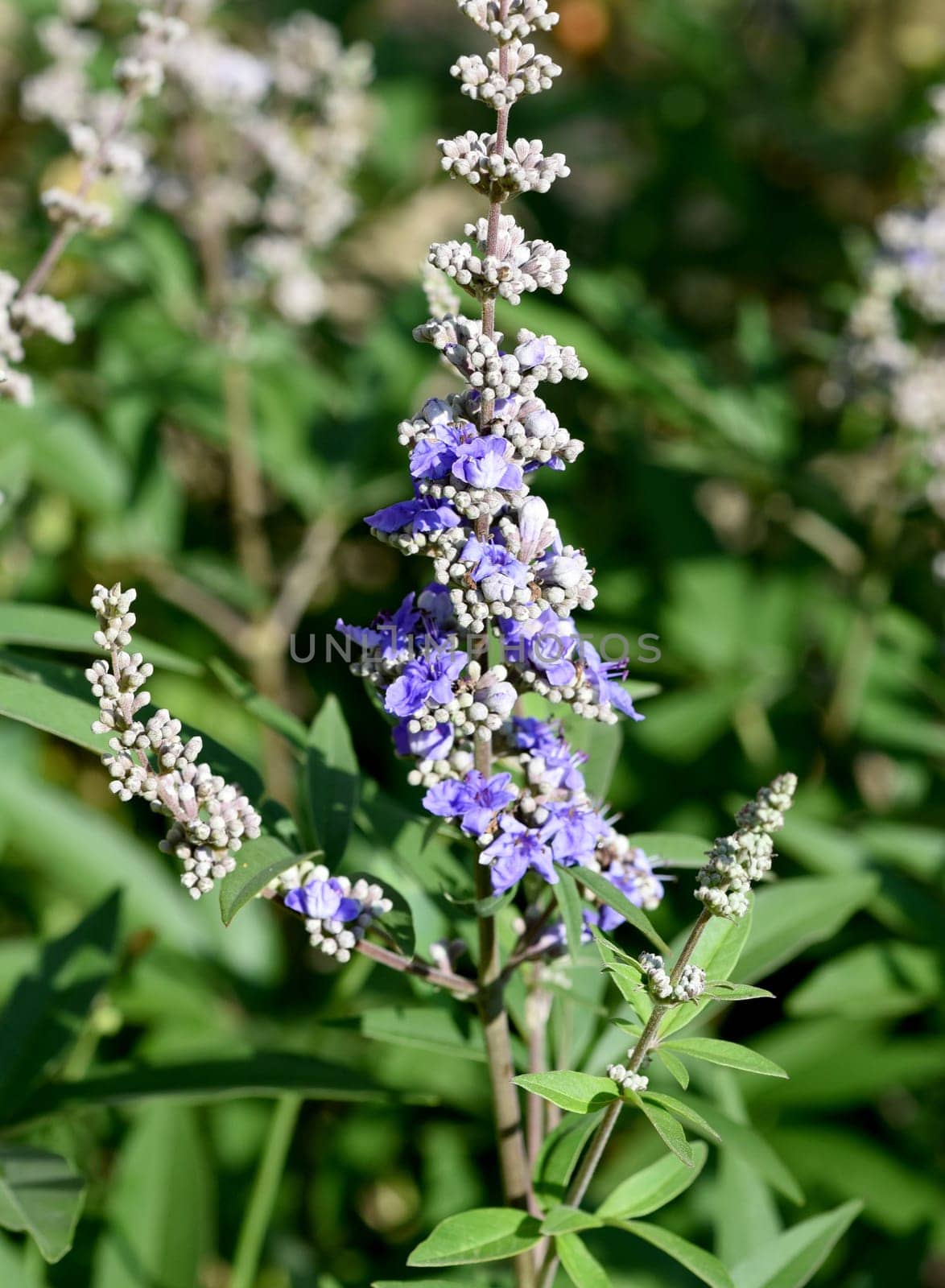 Vitex agnus is an important medicinal plant and is also used in medicine.