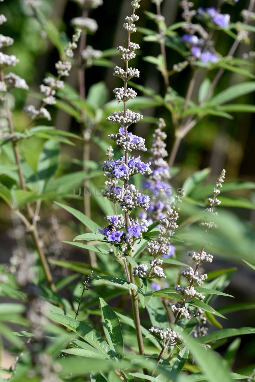 Vitex agnus is an important medicinal plant and is also used in medicine.