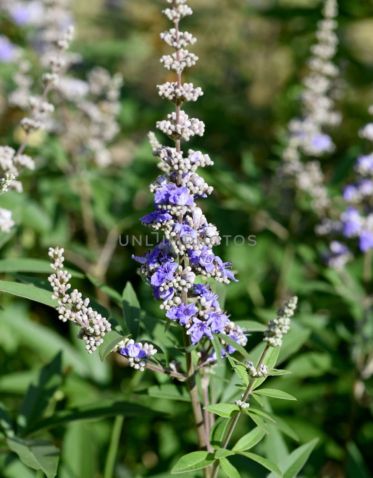Vitex agnus is an important medicinal plant and is also used in medicine.