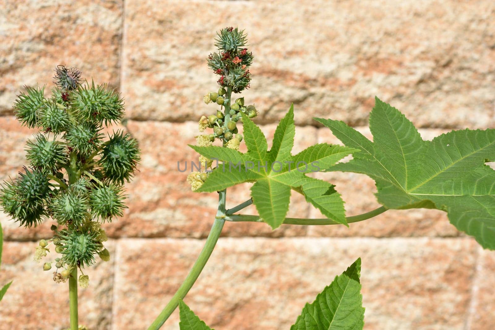 Castor oil,Ricinus communis,is a poisonous and medicinal plant with red flowers and poisonous beans.