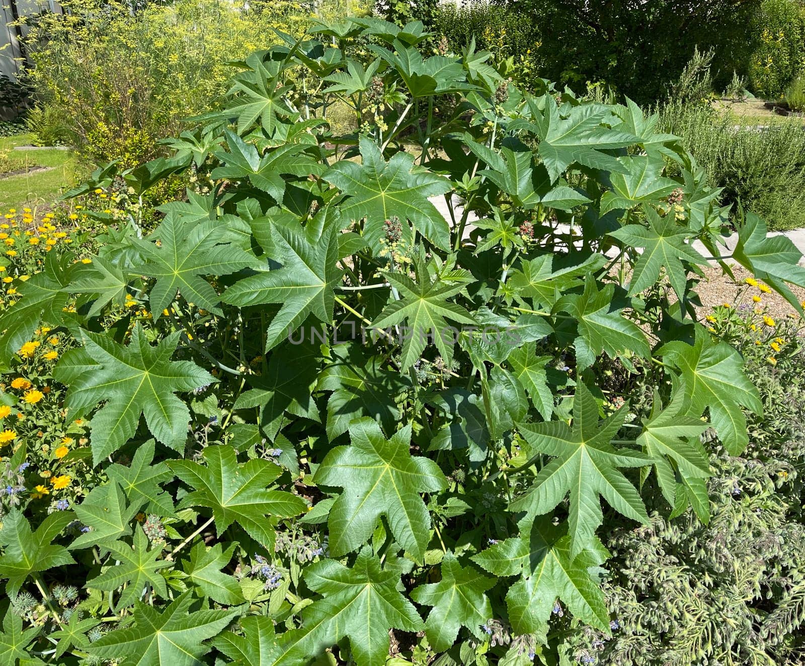 Castor oil,Ricinus communis,is a poisonous and medicinal plant with red flowers and poisonous beans.