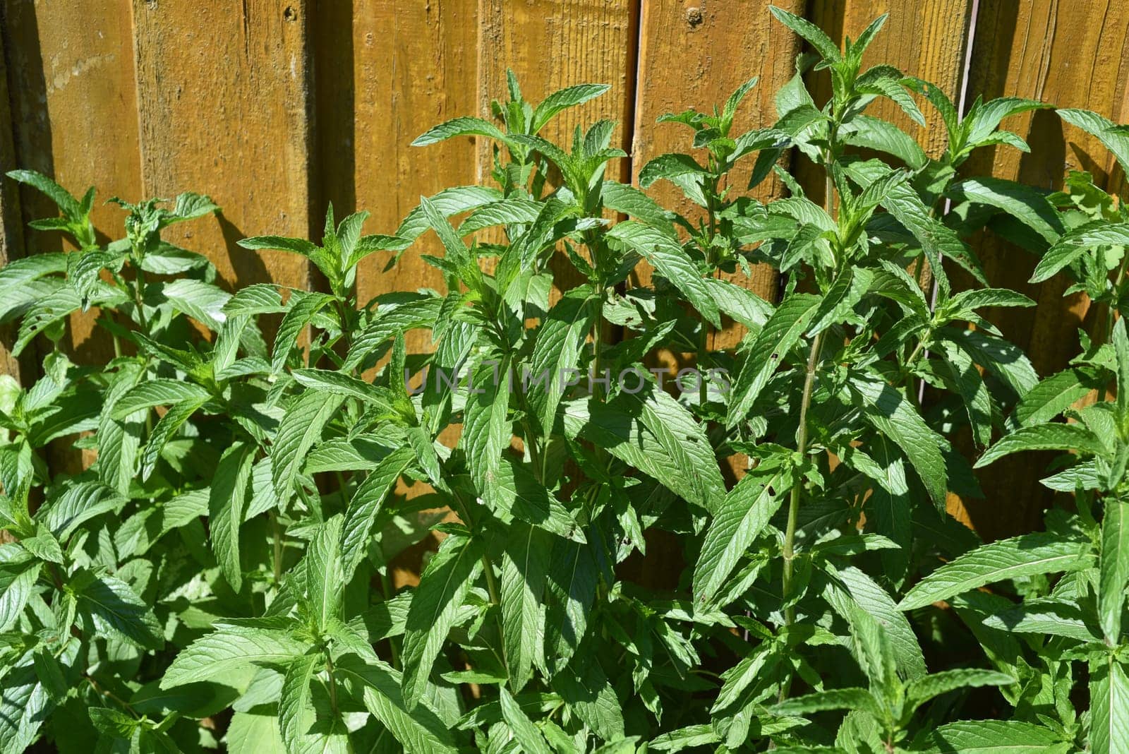 Peppermint,Mentha piperita,is one of the most important medicinal plants and herbs in cooking and medicinal medicine.