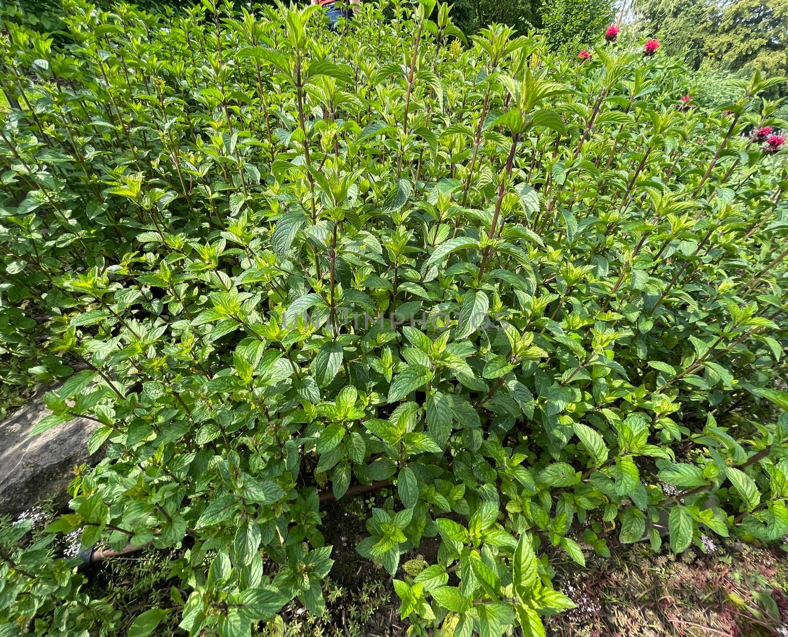 Peppermint,Mentha piperita,is one of the most important medicinal plants and herbs in cooking and medicinal medicine.