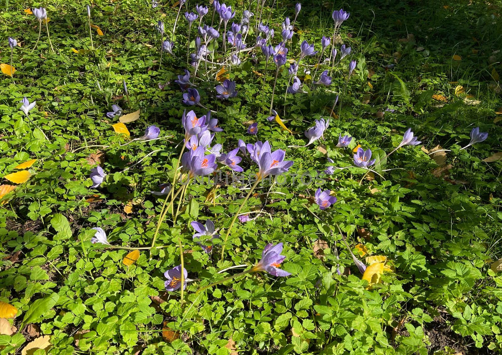 Autumn crocus,crocus speciosus,is a species of crocus that blooms only in autumn. Autumn crocus,crocus speciosus,is a species of crocus that only blooms in autumn.