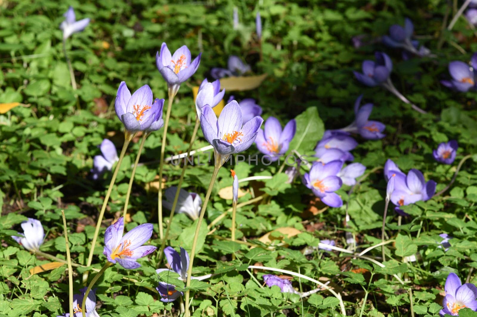 Autumn crocus,crocus speciosus,is a species of crocus that blooms only in autumn. Autumn crocus,crocus speciosus,is a species of crocus that only blooms in autumn.