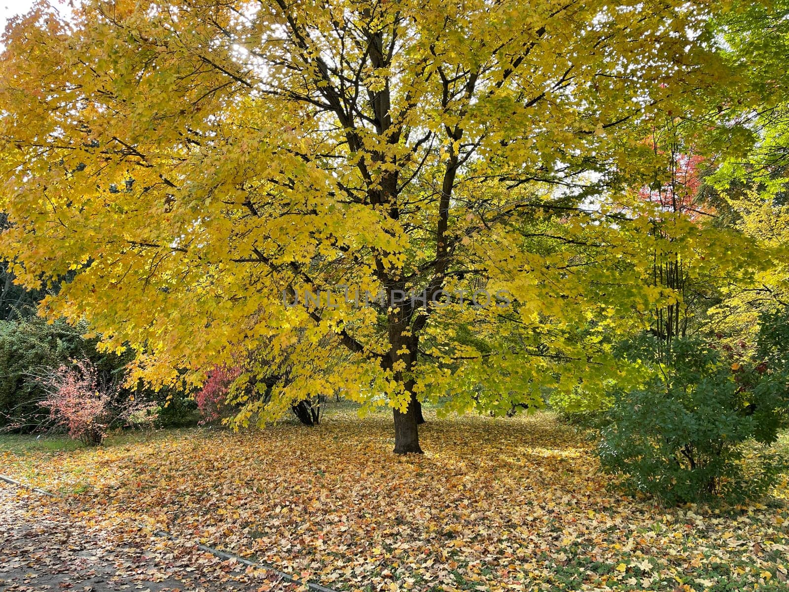 Maple tree,Acer with beautiful autumn colour in October. Maple tree,acer with beautiful autumn colors in October.