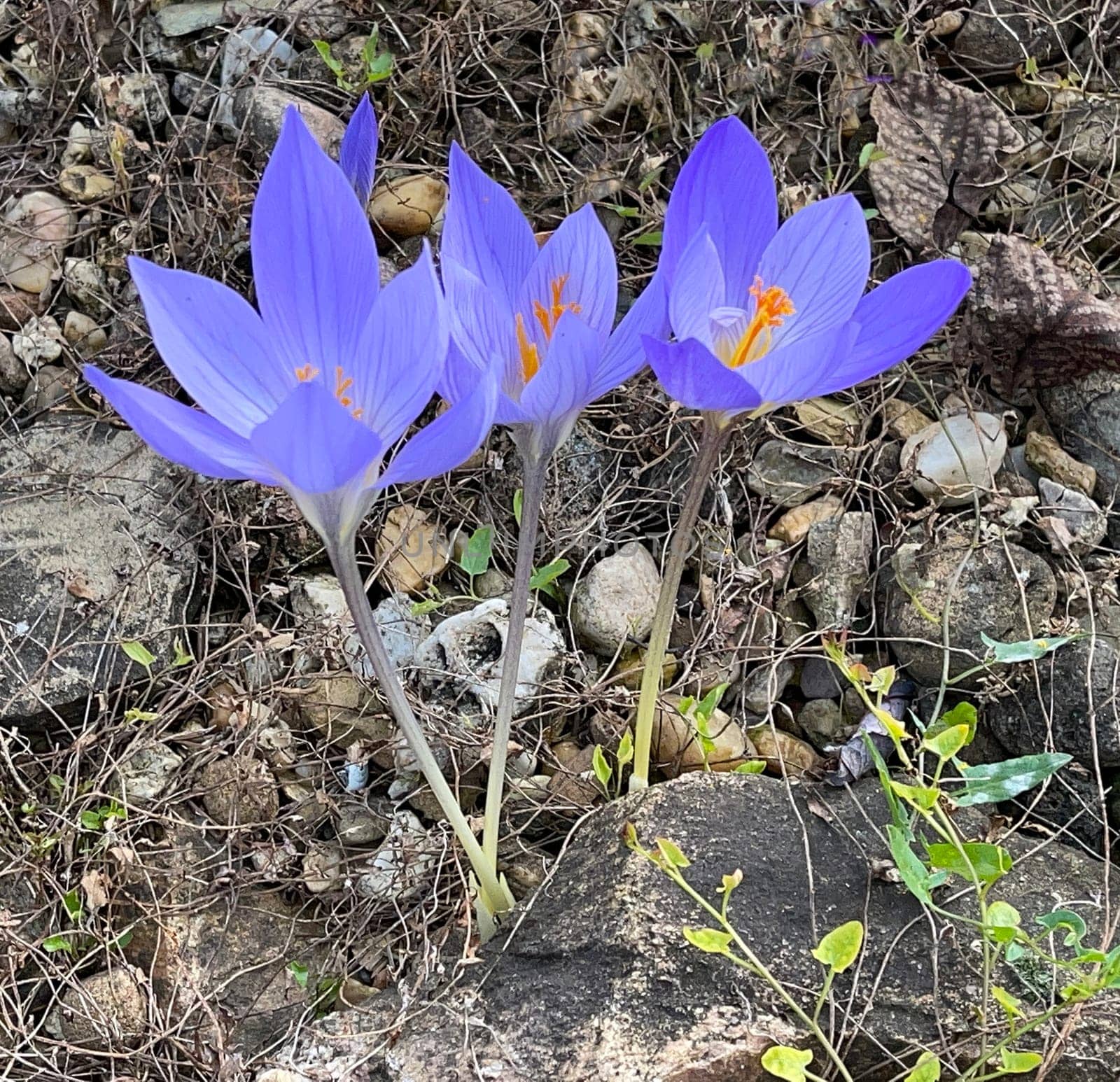 Autumn crocus,crocus speciosus,is a species of crocus that blooms only in autumn. Autumn crocus,crocus speciosus,is a species of crocus that only blooms in autumn.