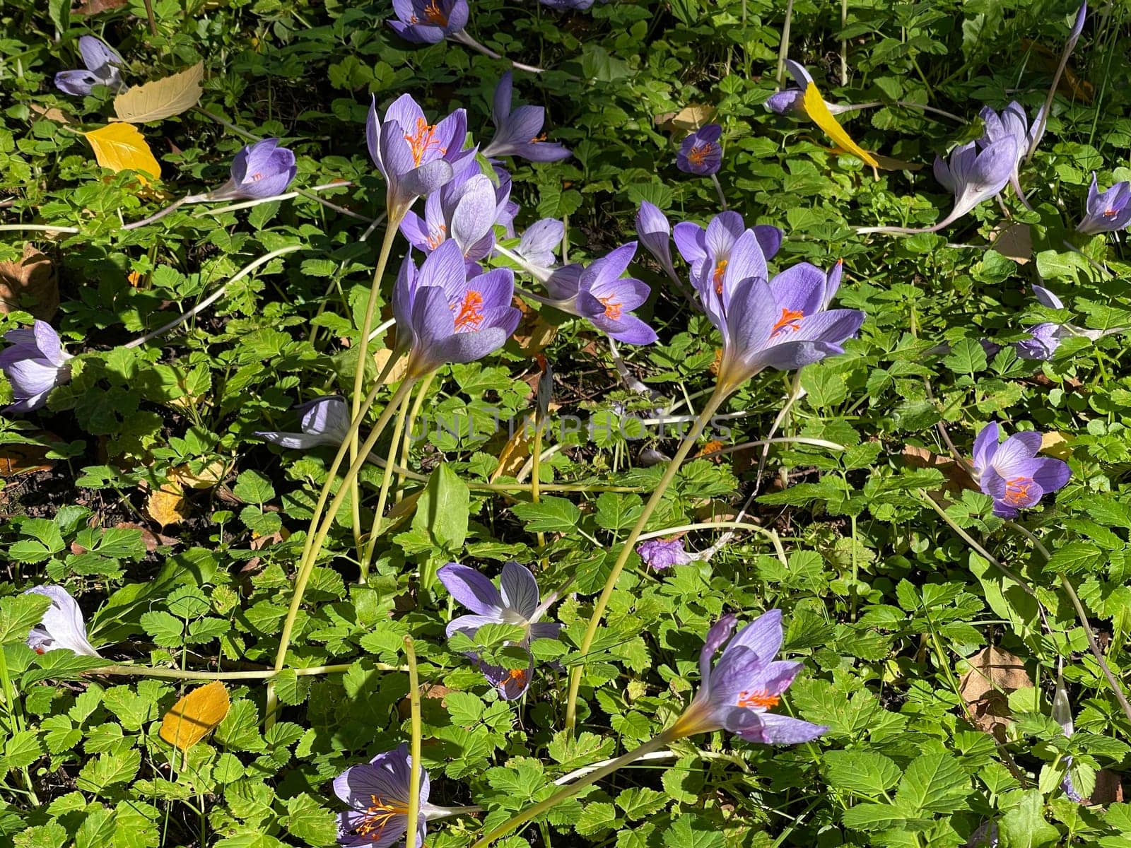 Autumn crocus,crocus speciosus,is a species of crocus that blooms only in autumn. Autumn crocus,crocus speciosus,is a species of crocus that only blooms in autumn.