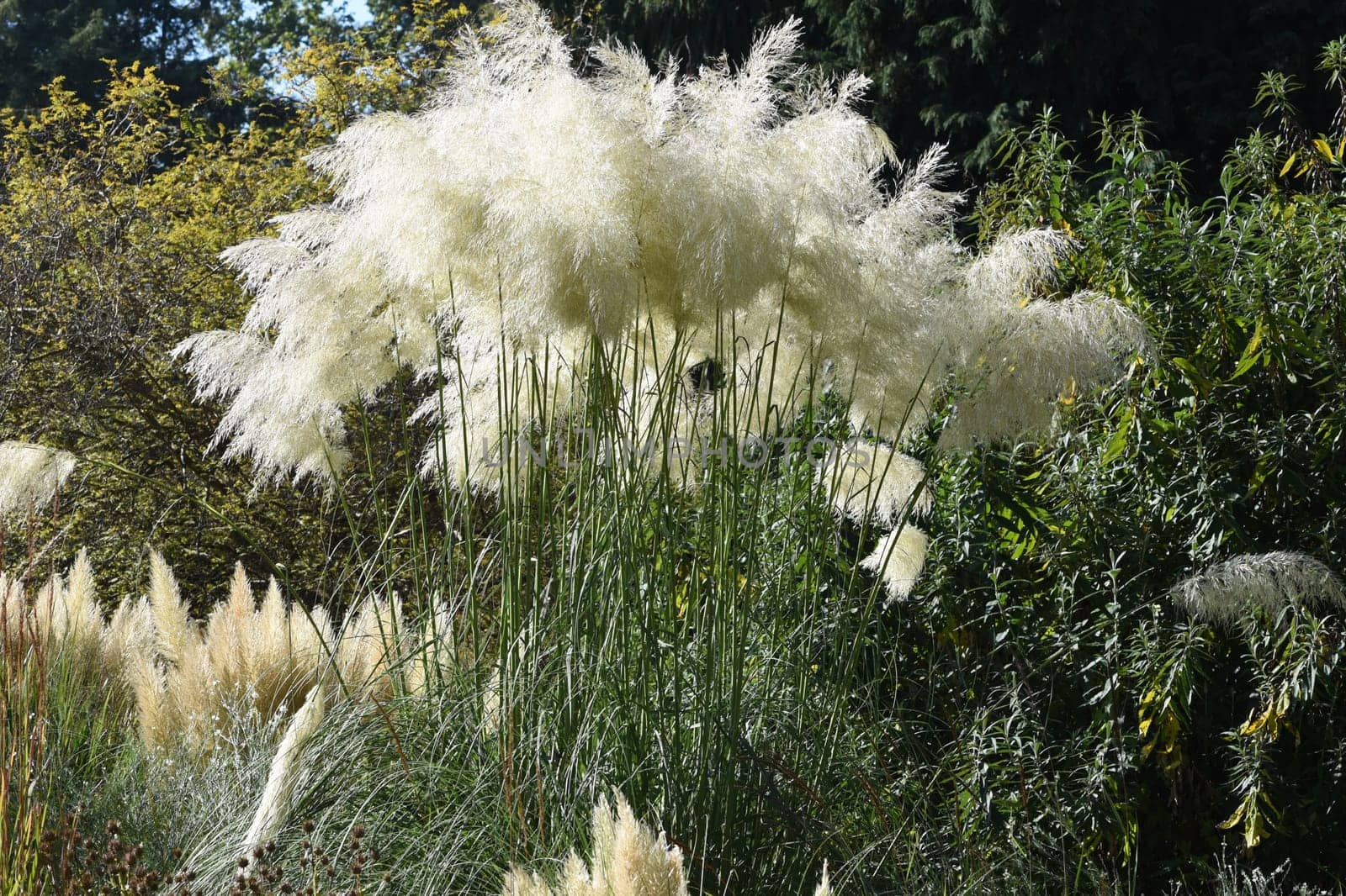 Ampas grass,Cortaderia selloana is a grass species with long attractive fronds in autumn. Pampas grass,Cortaderia selloana,is a type of grass with long attractive fronds in autumn.