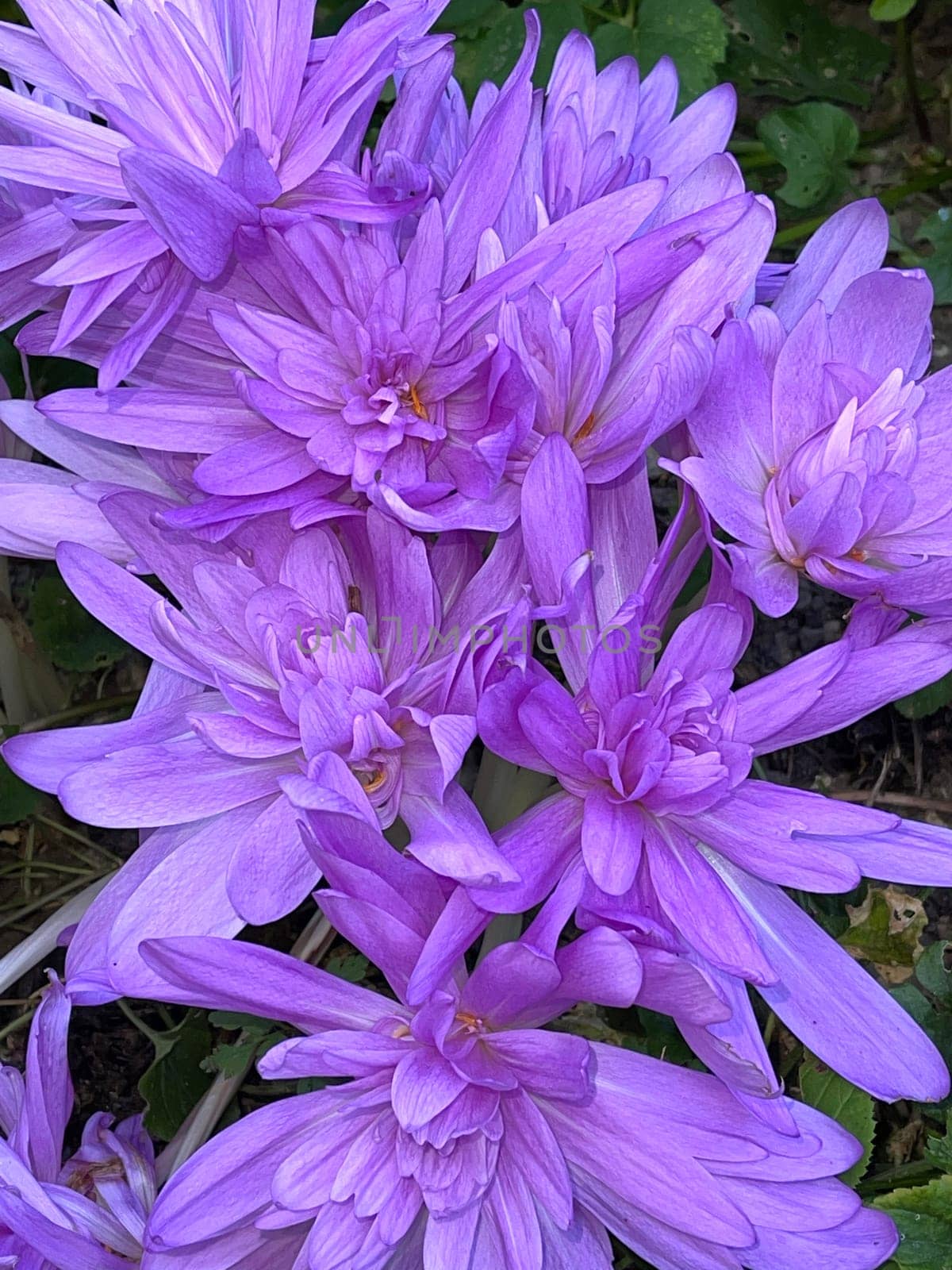 Herbstzeitlose,Colchicum,autumnale has pink blues. It is a poisonous plant and an important medicinal plant. Autumn crocus,Colchicum,autumnale has pink flowers. It is a poisonous plant and an important medicinal plant.