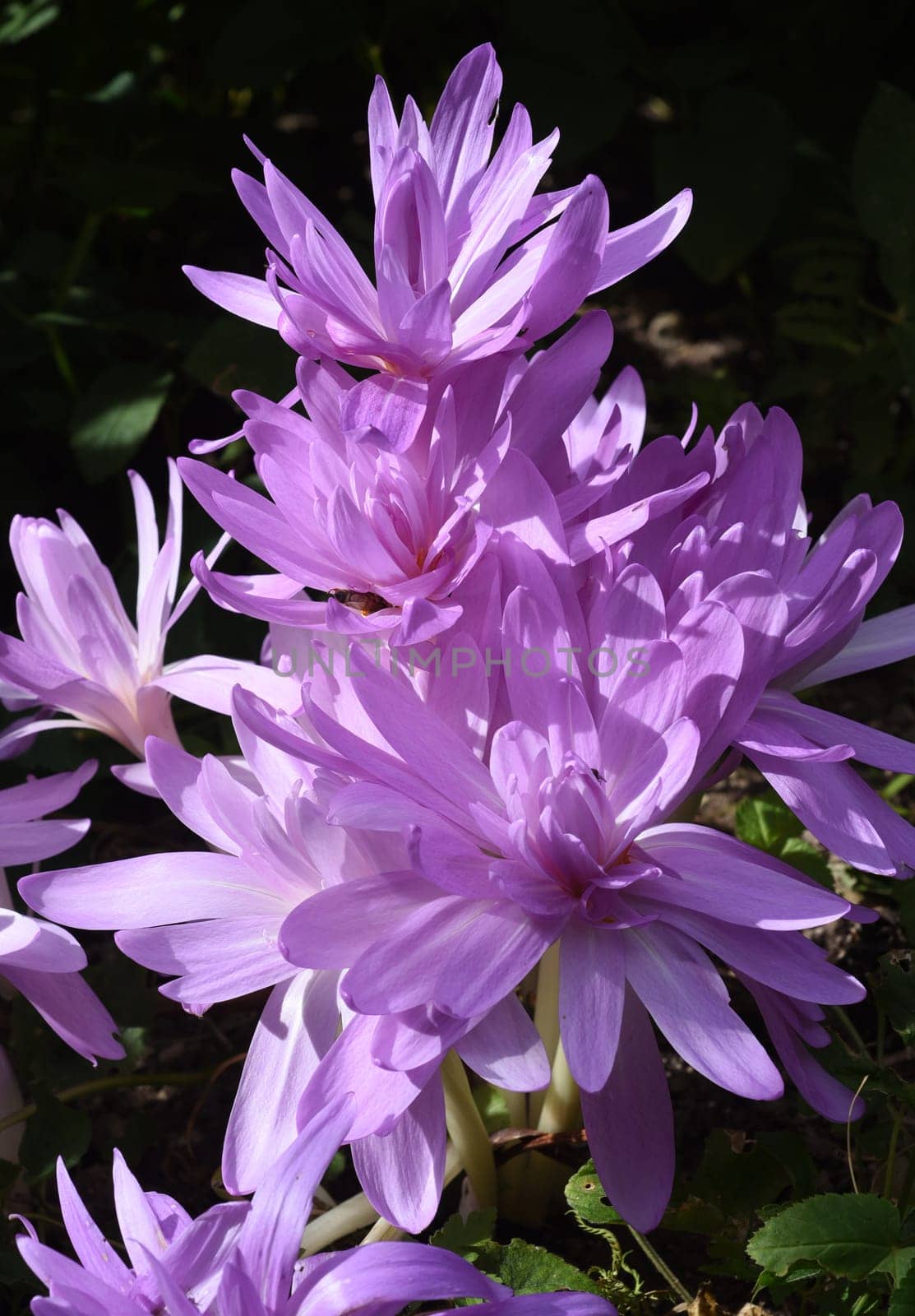 Herbstzeitlose,Colchicum,autumnale has pink blues. It is a poisonous plant and an important medicinal plant. Autumn crocus,Colchicum,autumnale has pink flowers. It is a poisonous plant and an important medicinal plant.