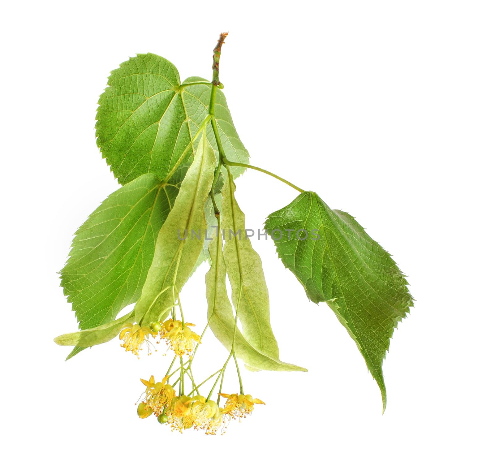 Linden (Tilia platyphyllos / cordata) leaves and flowers isolated on white background. Detail close up photo
