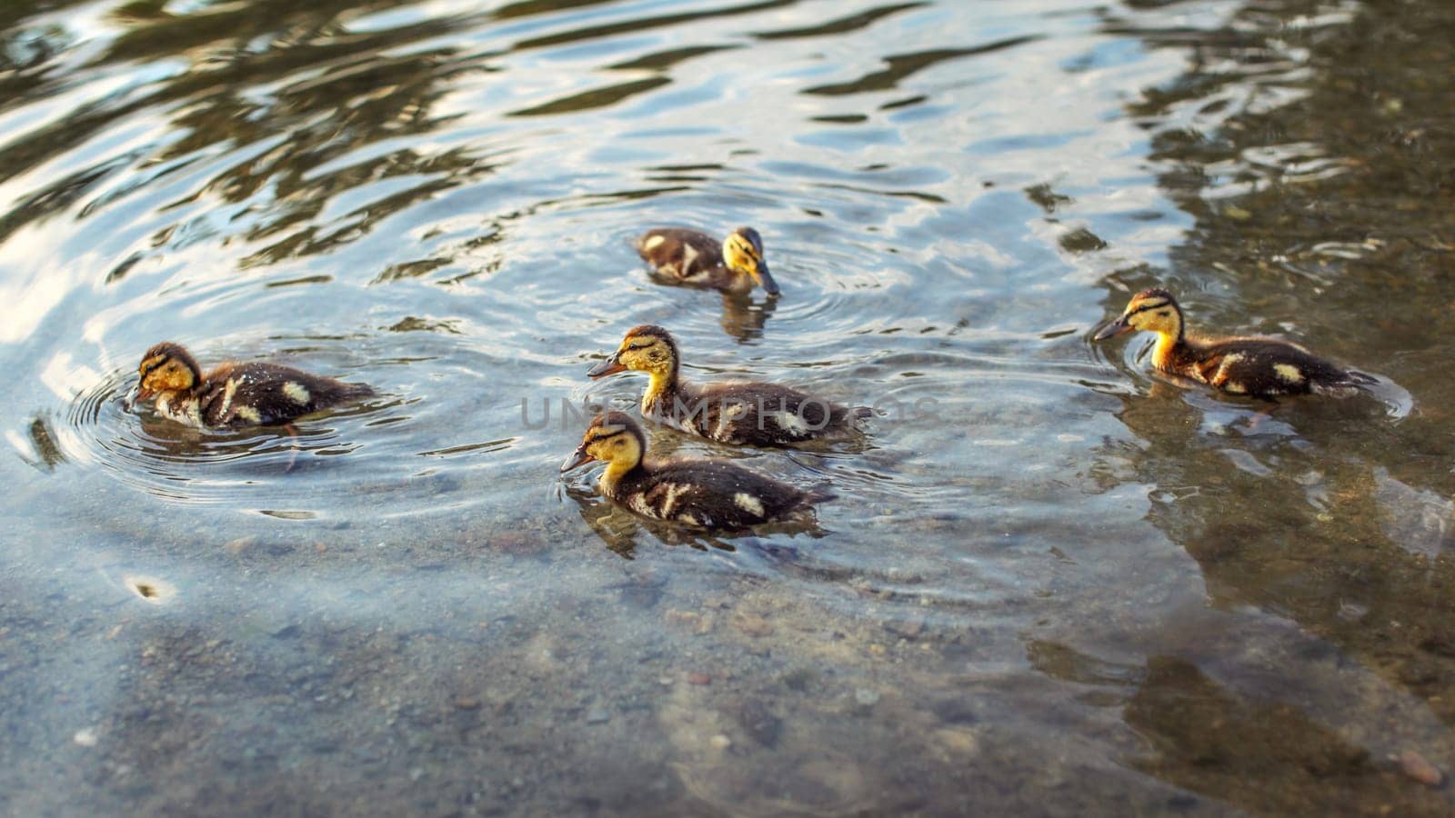 Mallard (wild duck) ducklings swimming in water.