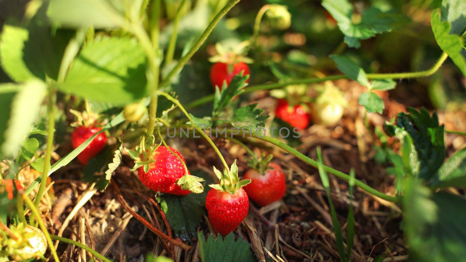 Strawberries almost ripe, some unripe, in the field farm, with straw under, lit by early summer sun.
