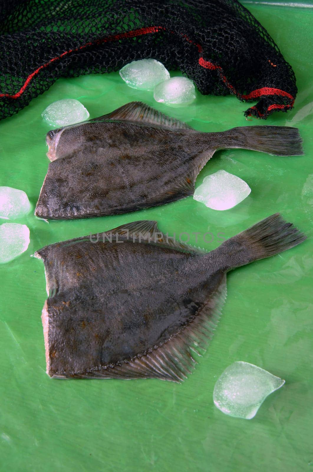 Flounder, flatfish the general name of a flatfish