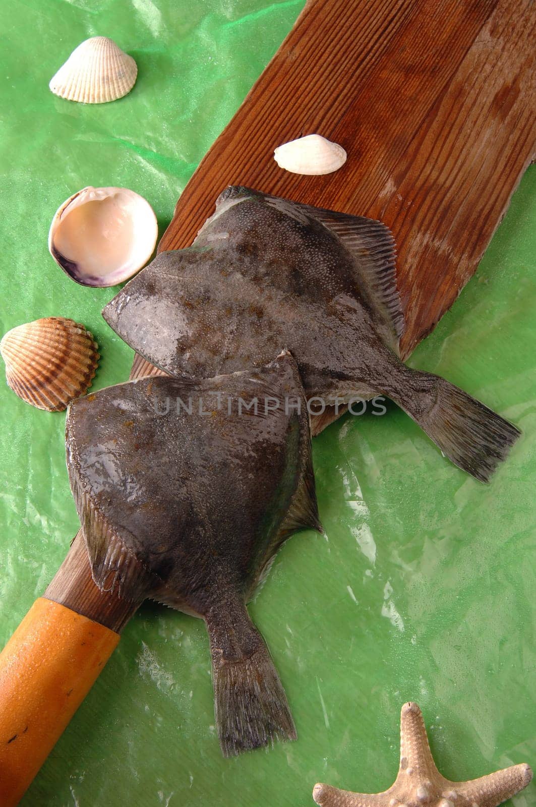 Flounder, flatfish the general name of a flatfish