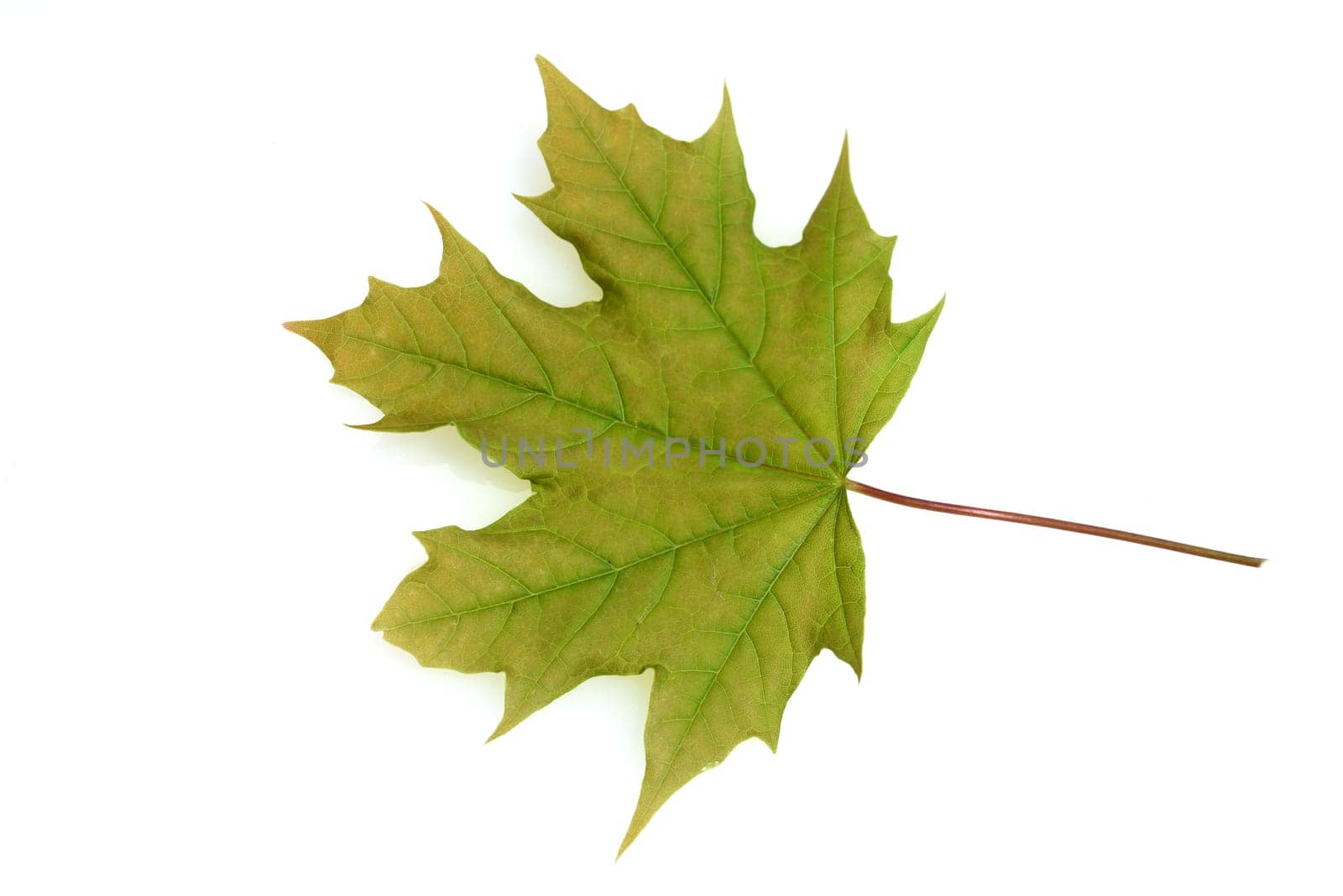 Maple,Acer,is a native tree species.