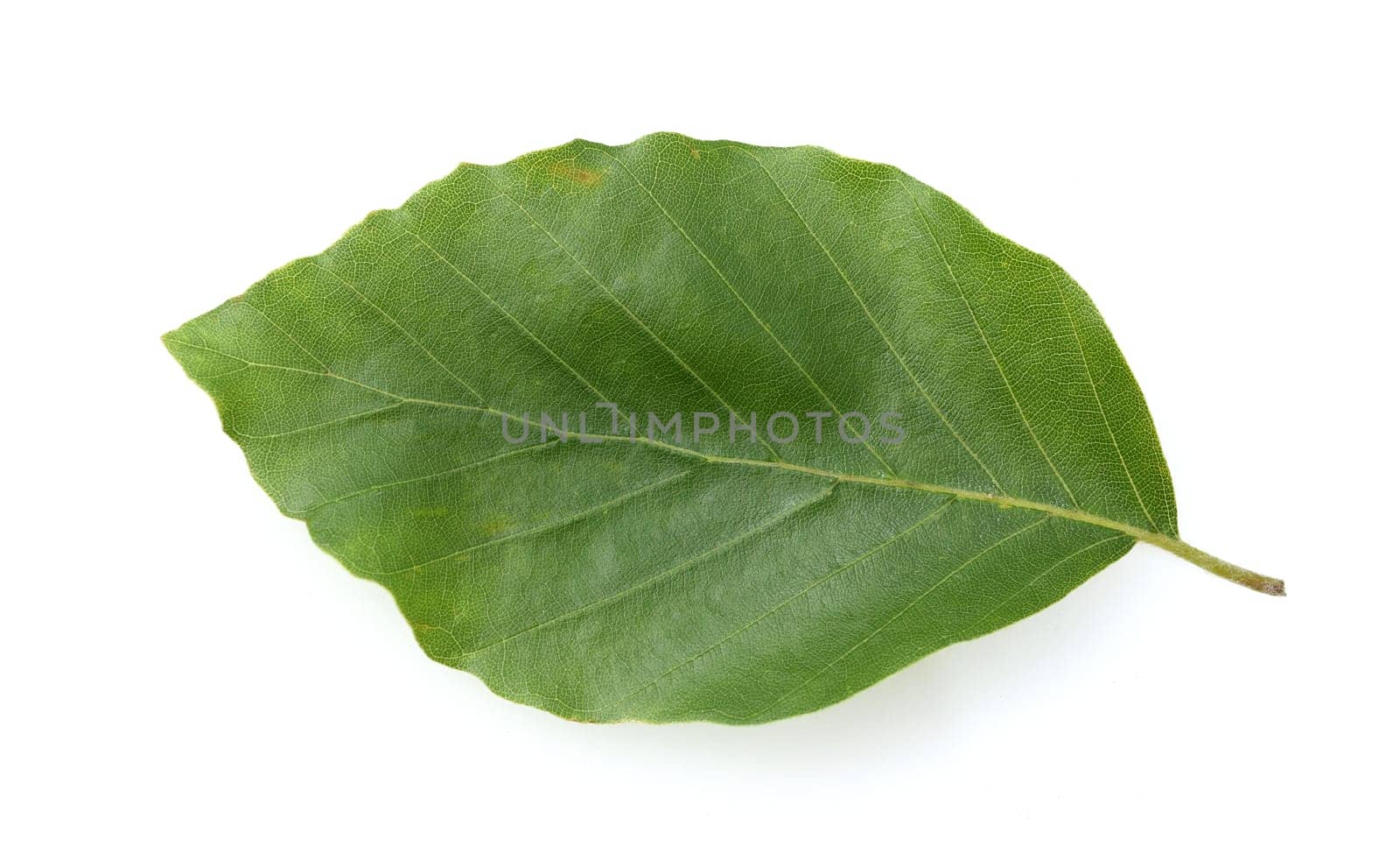 Beech,Fagus,sylvatica,is a deciduous tree,which is often found in our forests. It is a powerful tree and its wood is an important timber supplier.