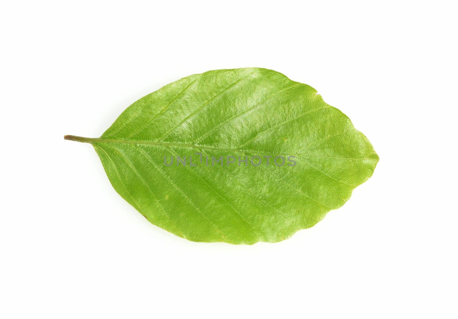 Beech,Fagus,sylvatica,is a deciduous tree,which is often found in our forests. It is a powerful tree and its wood is an important timber supplier.