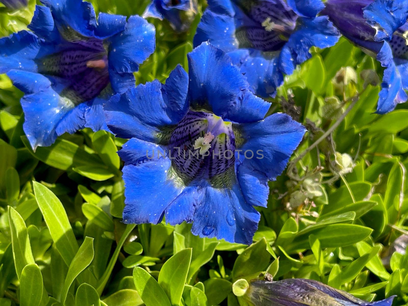Gentian,Gentiana acaulis,the silicate gentian comes from the mountains of Central Europe. It is a deep blue flowering perennial that should not be missing in any garden.