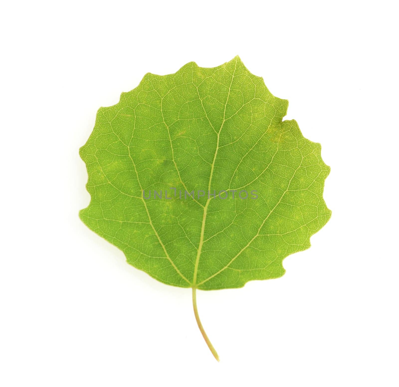 Aspen leaf,Populus tremula,also called aspen is a hardwood.