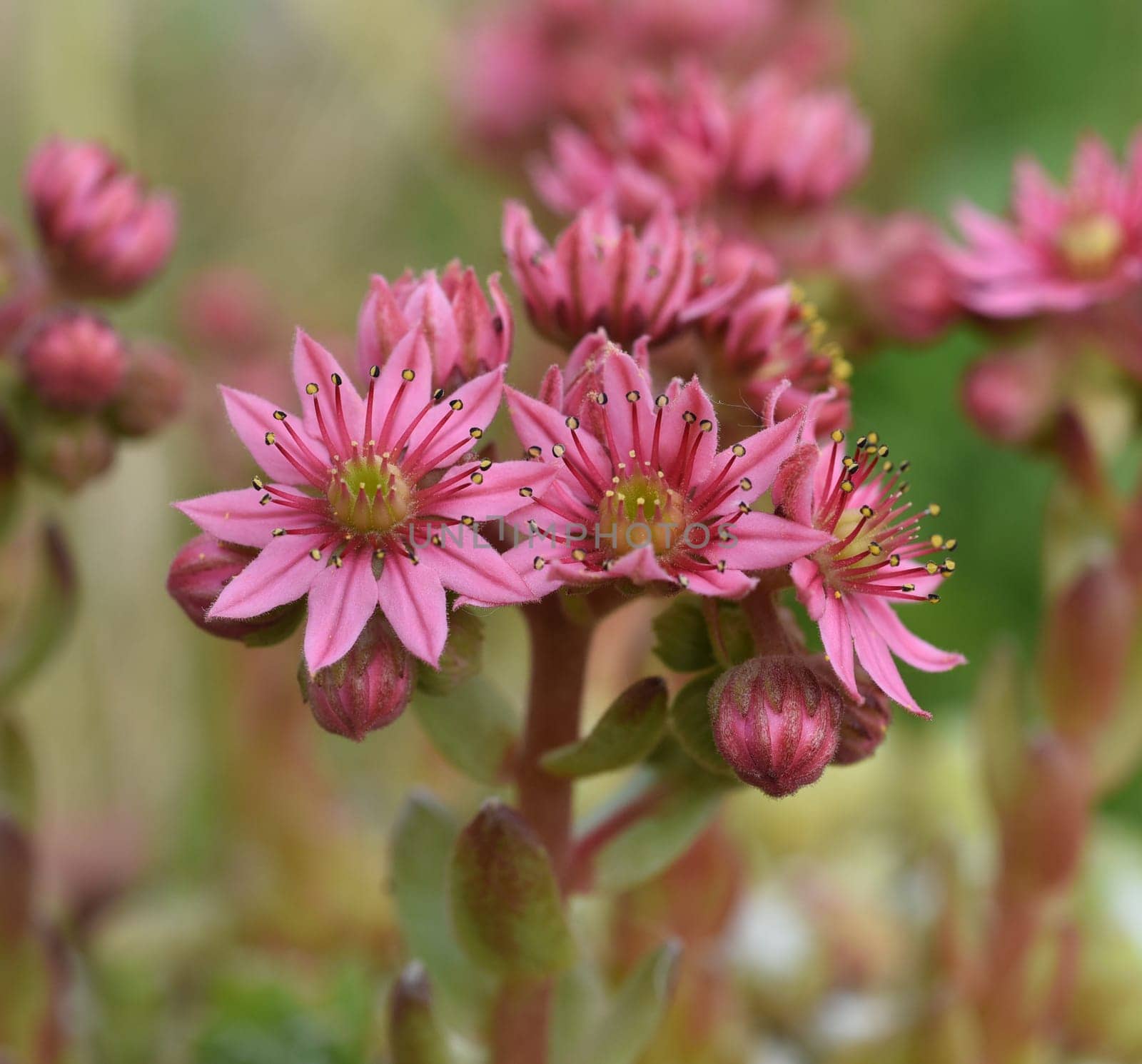 Houseleek,Sempervivum,tectorum,is a medicinal plant and an alpine flower with red flowers.