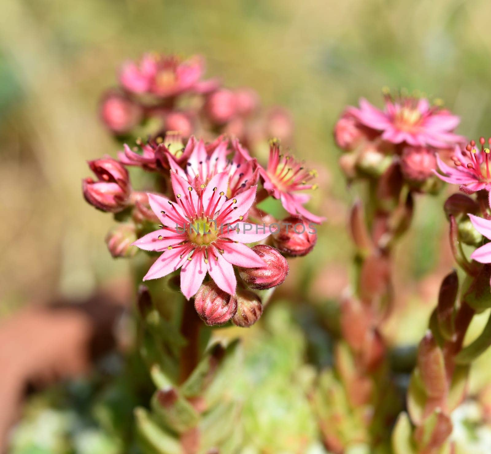 Houseleek,Sempervivum,tectorum,is a medicinal plant and an alpine flower with red flowers.