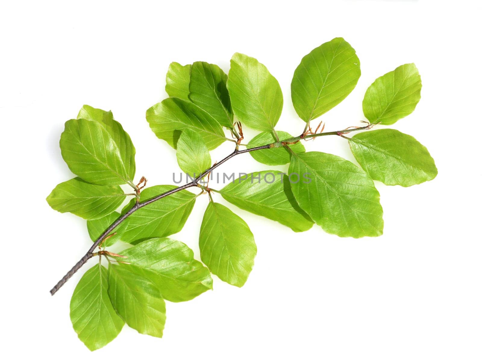 Beech,Fagus,sylvatica,is a deciduous tree,which is often found in our forests. It is a powerful tree and its wood is an important timber supplier.