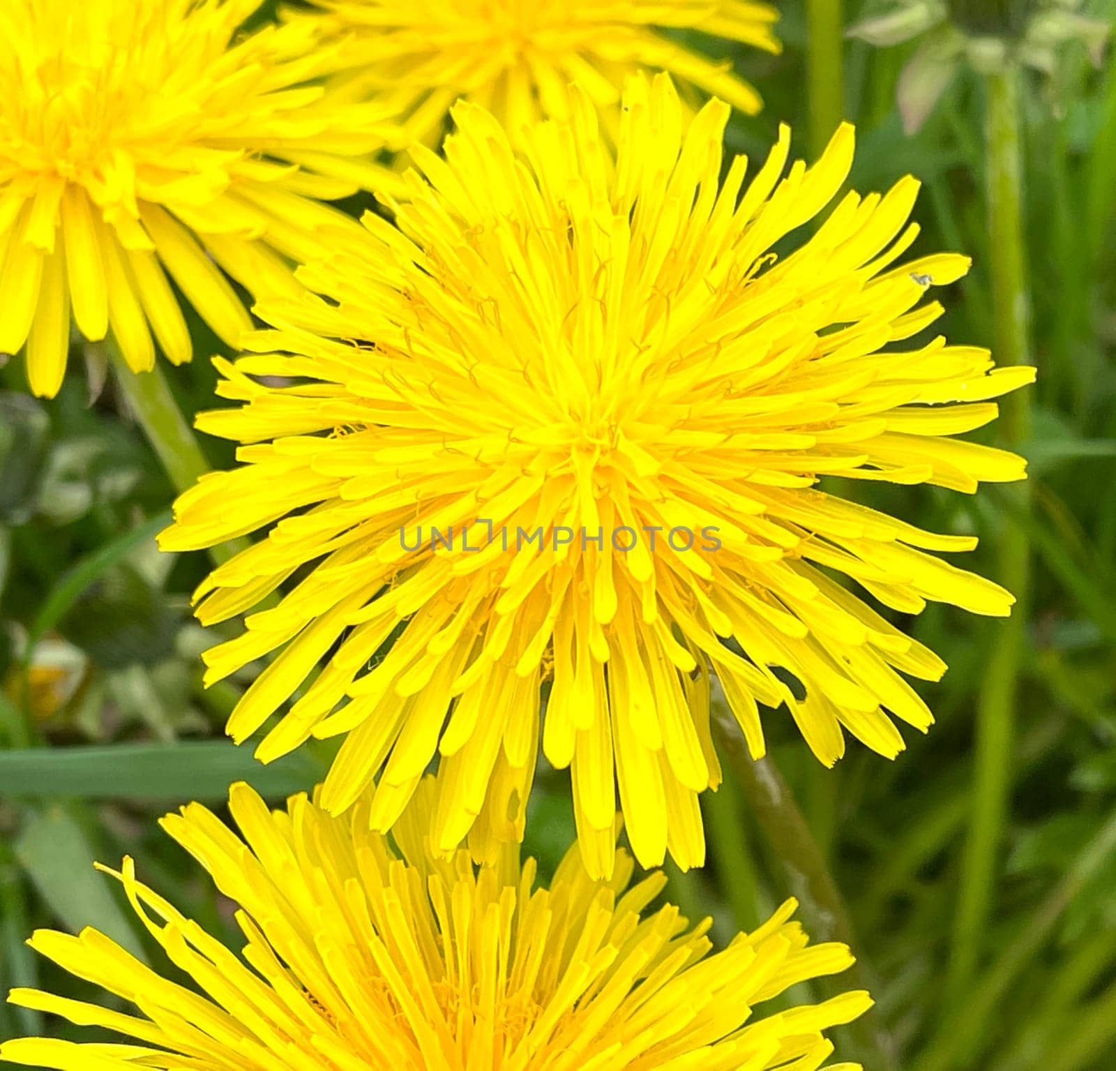Taraxacum officinale as a wall flower,is a pioneer plant and survival artist that can also thrive on gravel roads.
