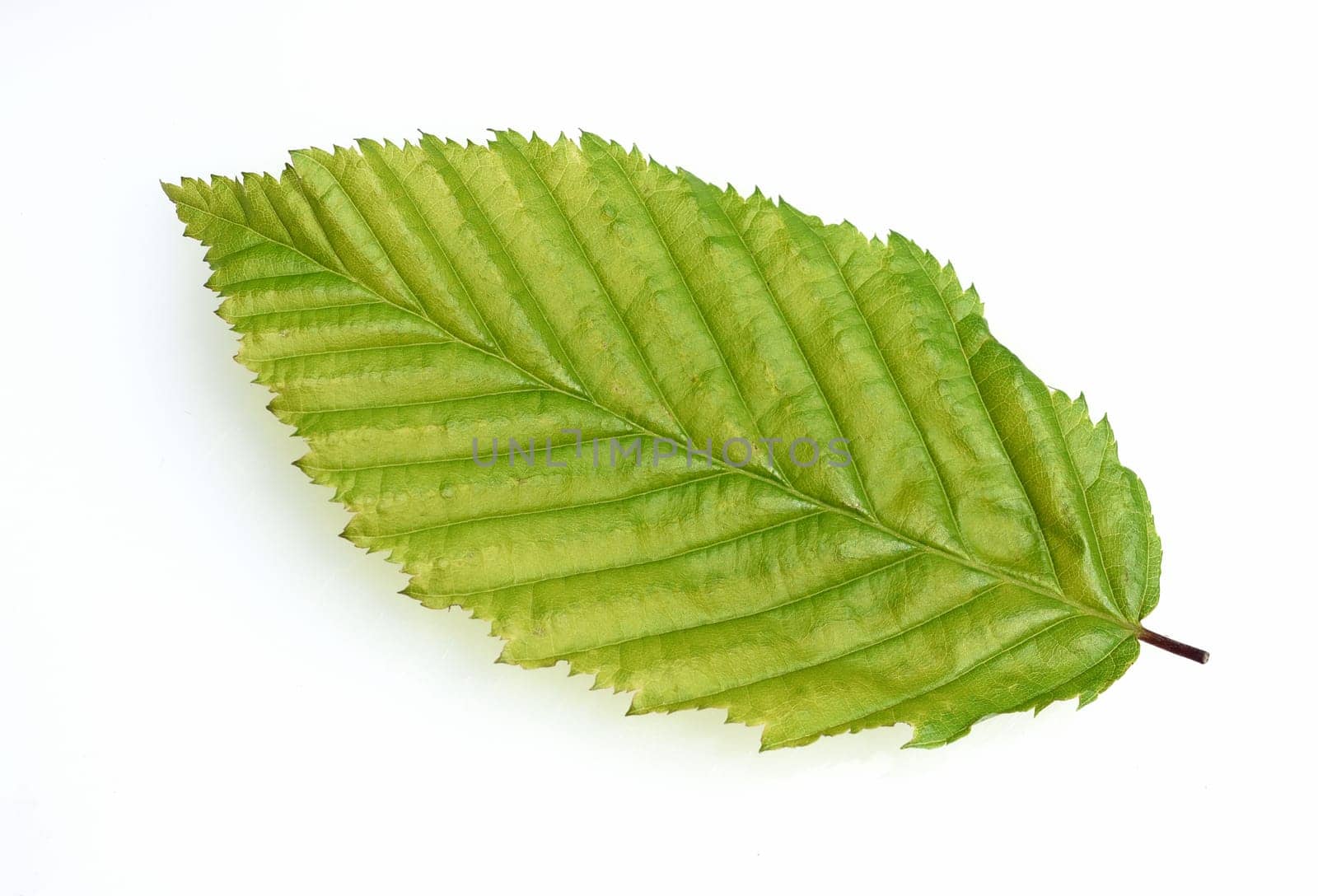 Common hornbeam,Carpinus,betulus,is a deciduous tree,which is often found in our forests. It is a powerful tree and its wood is an important timber supplier.