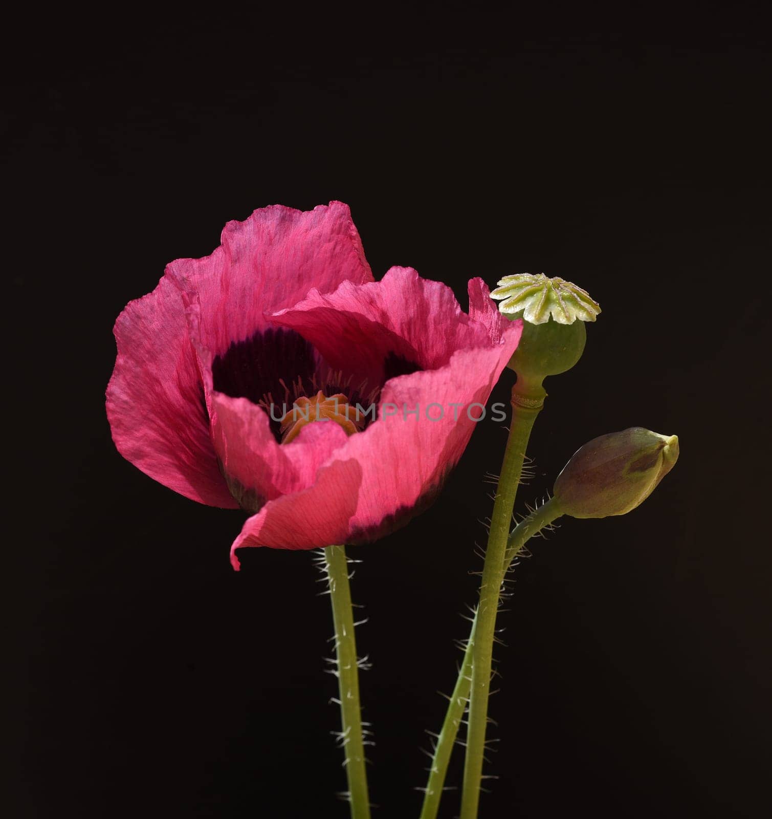 Opium poppy,Papaver somniferum is an intoxicant and a useful and medicinal plant.
