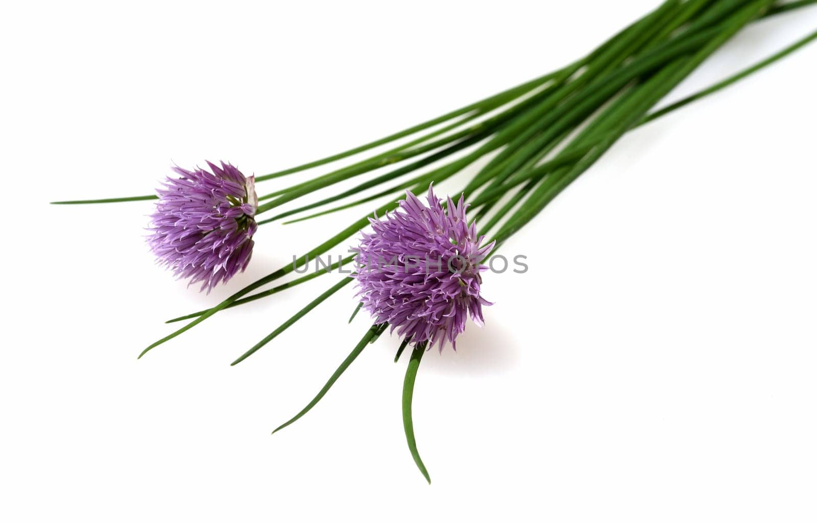 Chives,Allium schoenoprasum,are an important medicinal and medicinal plant. The herb is also used in the Frankfurt green sauce.
