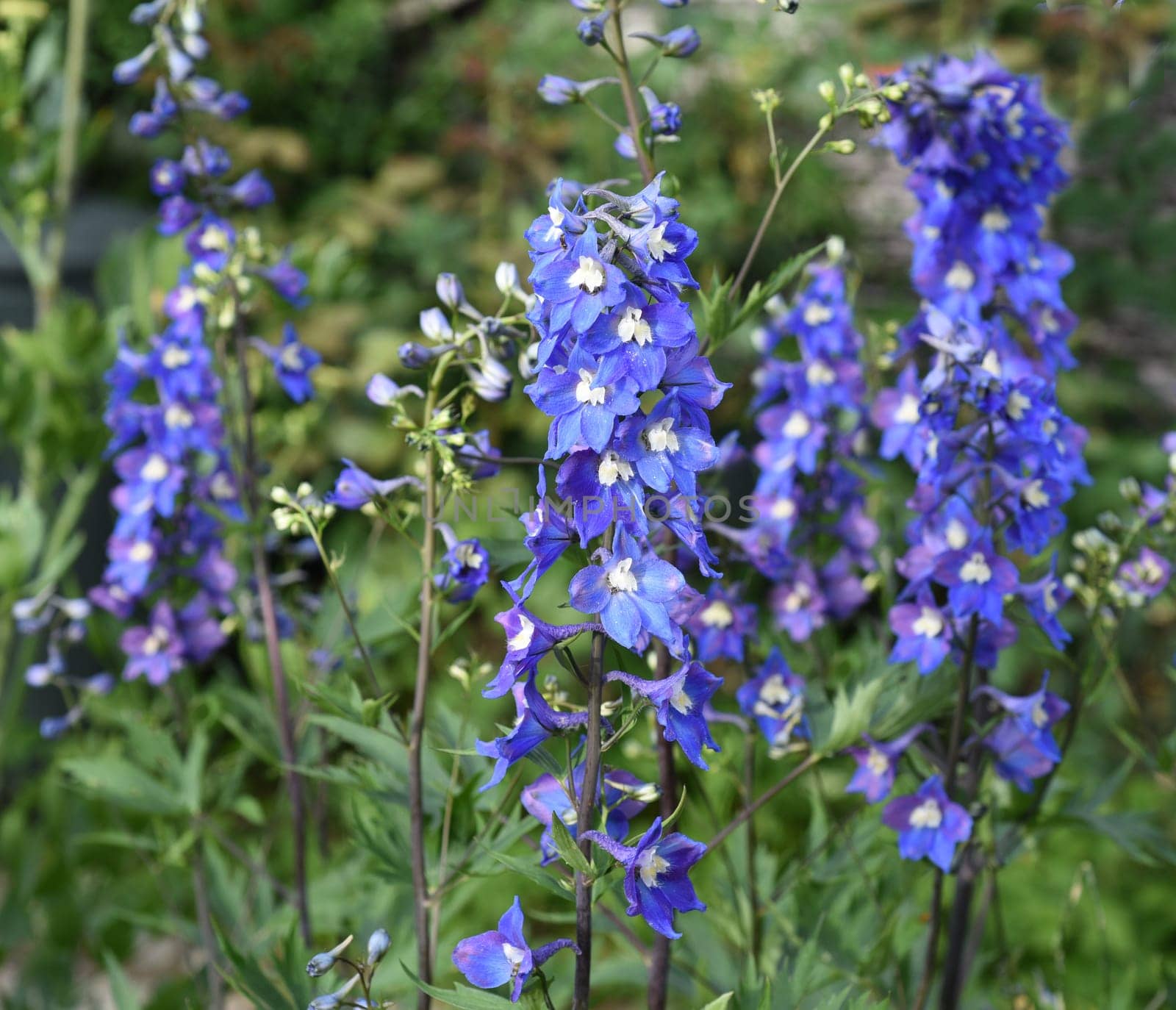 Larkspur,Delphinium elatum,is a beautiful perennial plant with blue flowers.