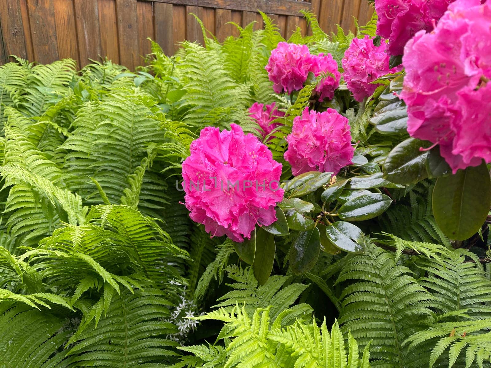 Rhododendron Germania is an evergreen dwarf wood that produces beautiful flowers in spring.