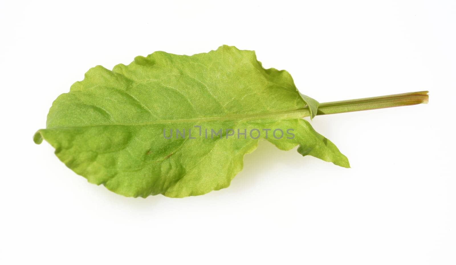 Sorrel,Rumex acetosa,is a vegetable and medicinal plant that also occurs wild on meadows.