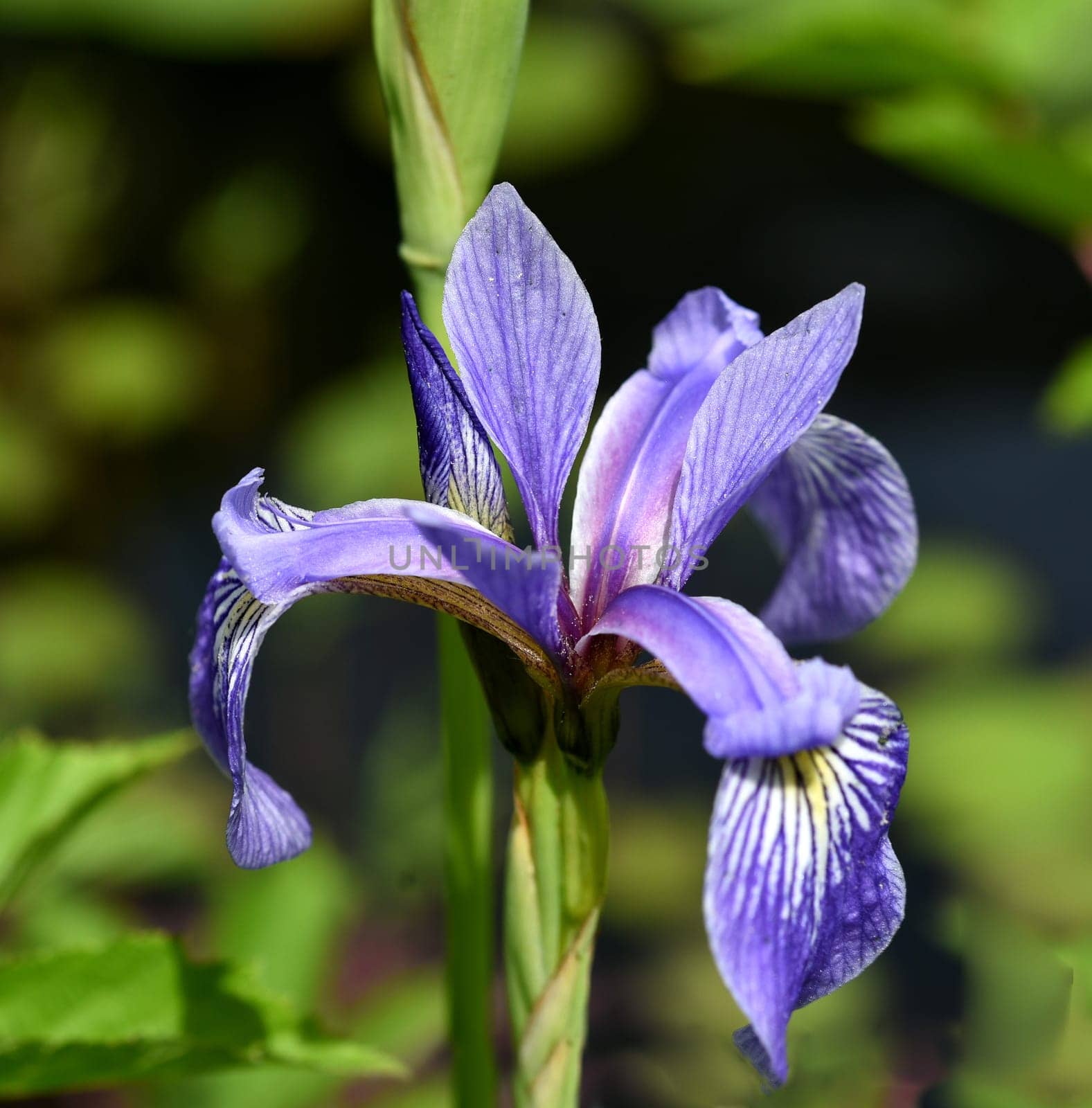 The Siberian Iris,Iris sibirica,is a medicinal plant and a water and marsh plant with blue flowers. It is also often wild.