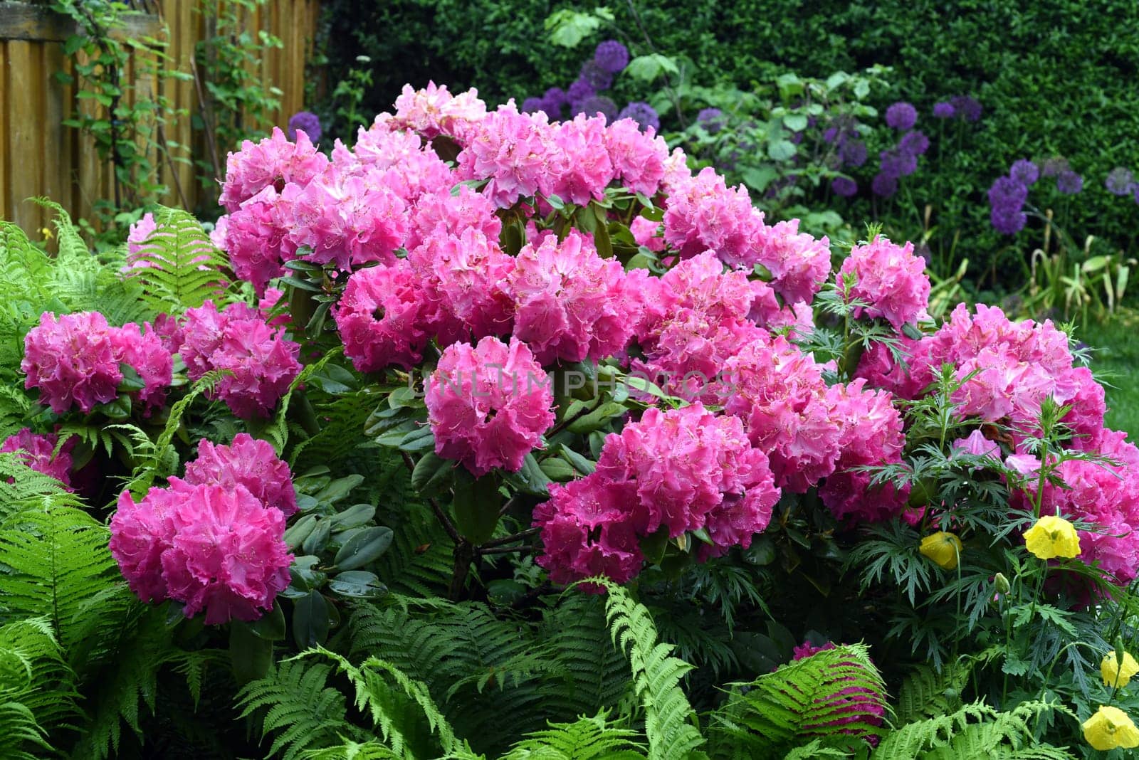 Rhododendron Germania is an evergreen dwarf wood that produces beautiful flowers in spring.