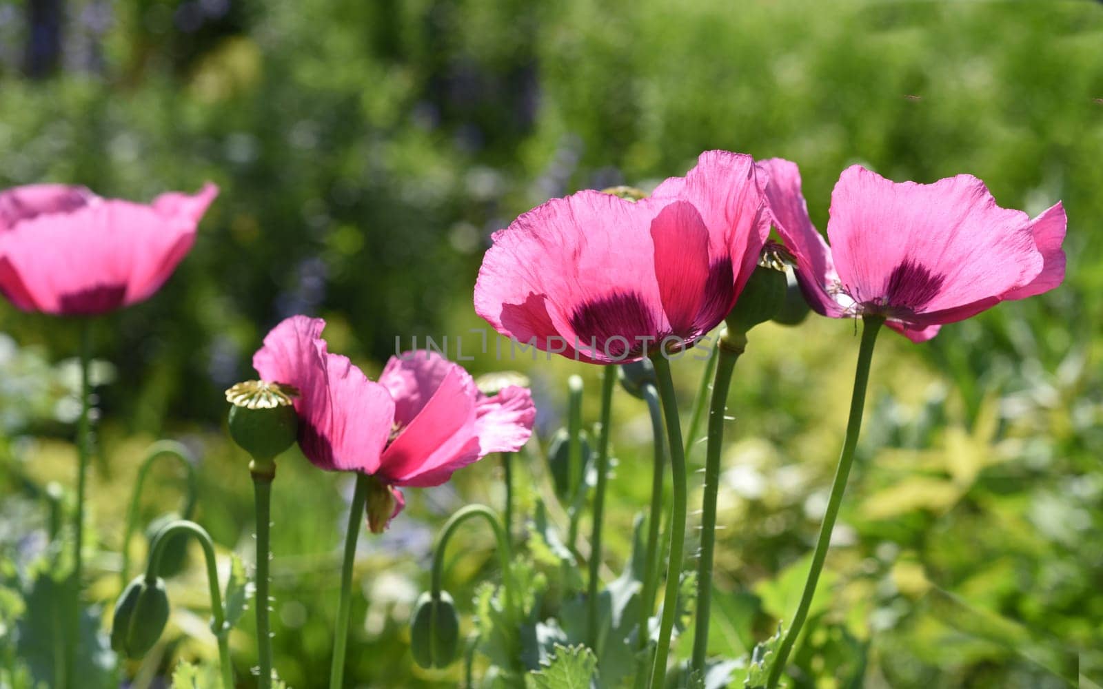 Opium poppy,Papaver somniferum is an intoxicant and a useful and medicinal plant.