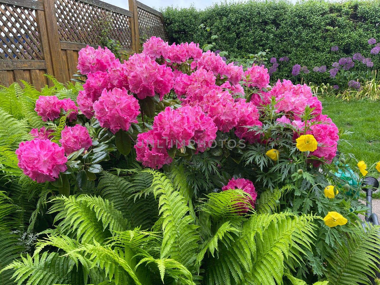 Rhododendron Germania is an evergreen dwarf wood that produces beautiful flowers in spring.