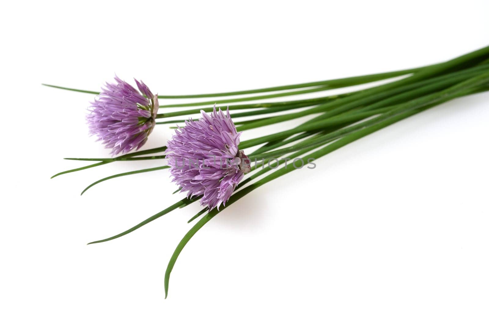 Chives,Allium schoenoprasum,are an important medicinal and medicinal plant. The herb is also used in the Frankfurt green sauce.