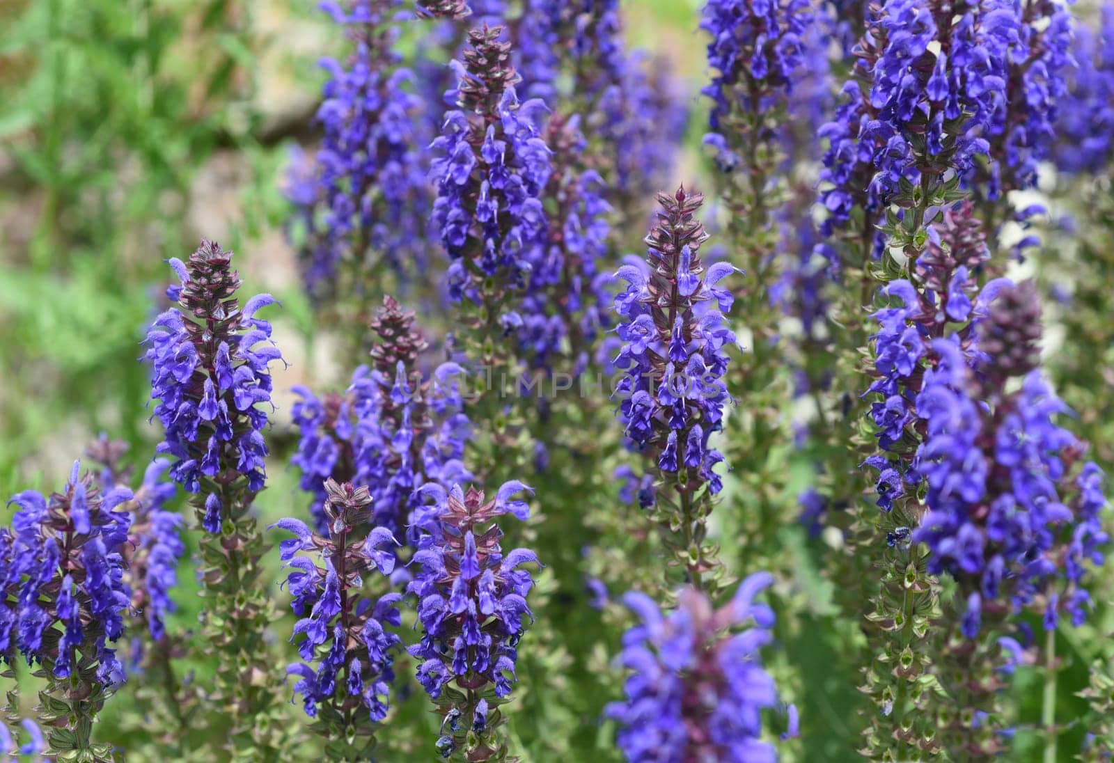 Steppe sage,Salvia nemorosa,is an attractive perennial plant with blue flowers for a rock garden.