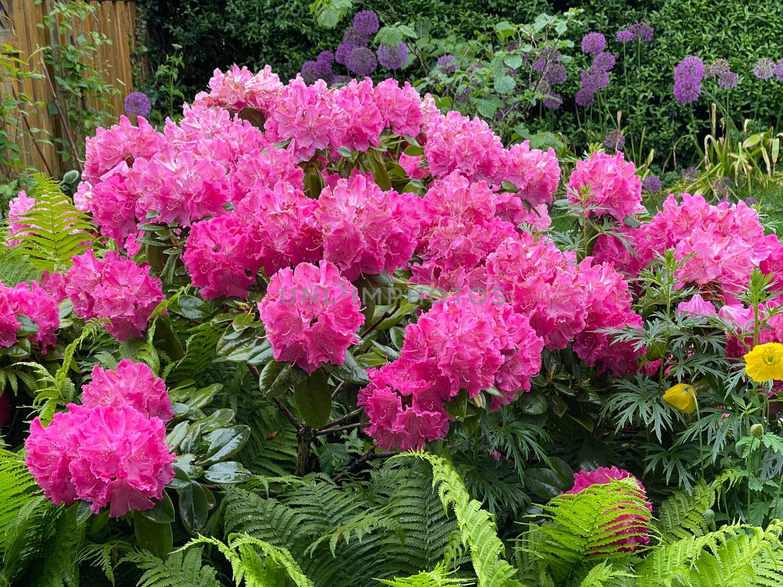 Rhododendron Germania is an evergreen dwarf wood that produces beautiful flowers in spring.