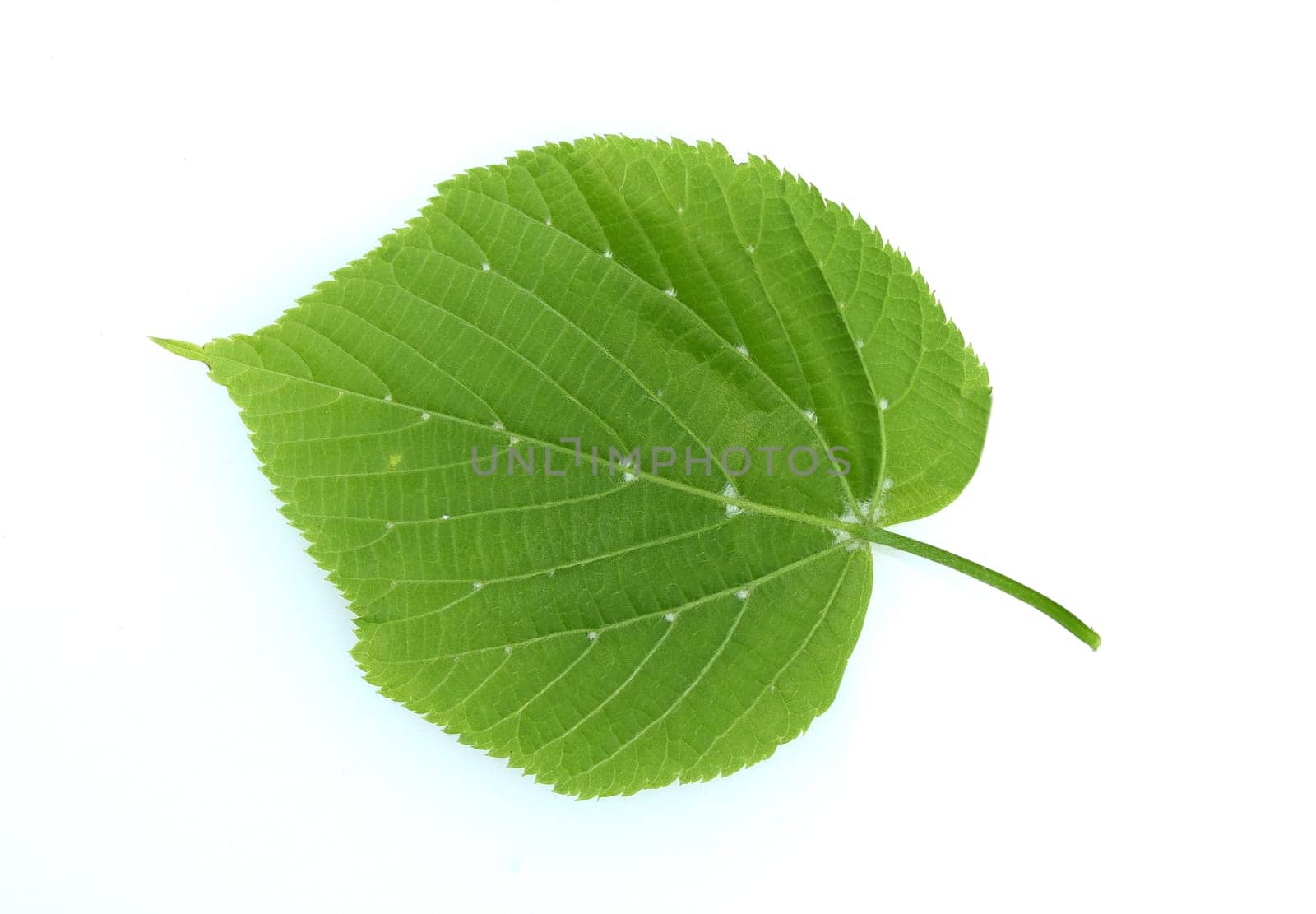. Linden tree,Tilia Cordata,is an important medicinal plant and is used in medicine.