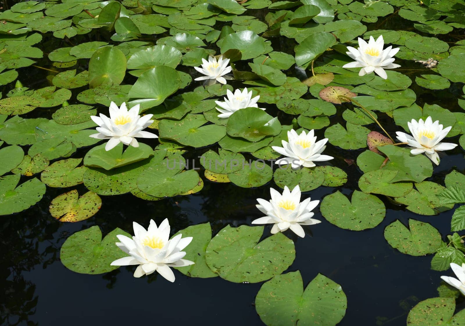 Garden pond,with water lilies and other water plants and flowers belongs in every garden that looks good.