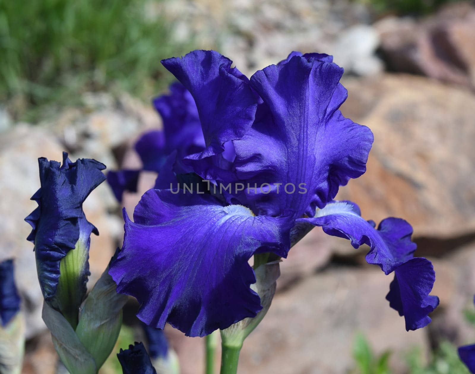 The iris is a wild flower with blue flowers.